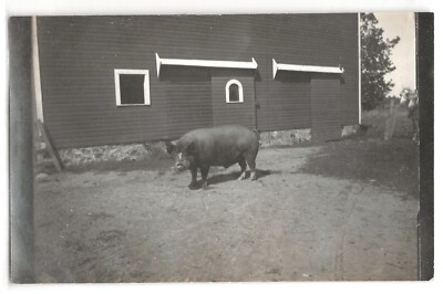Big fat pig, hog, on a farm, Bellevue, Michigan photo postcard RPPC #3