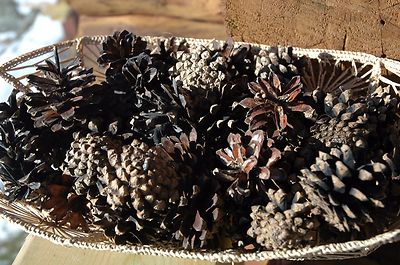 100 PINE CONES REAL SCOTCH SCOTS  PINECONES NATURAL  GREAT CRAFTS WREATH!