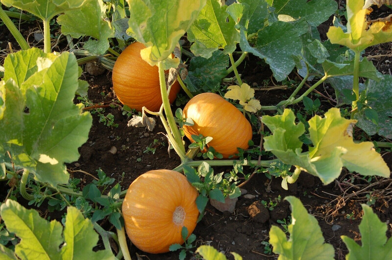 Small Sugar Pumpkin, NON-GMO, New England Pie Pumpkin, Sugar Small Sugar Pumpkin, NON-GMO, New England Pie Pumpkin, Sugar
