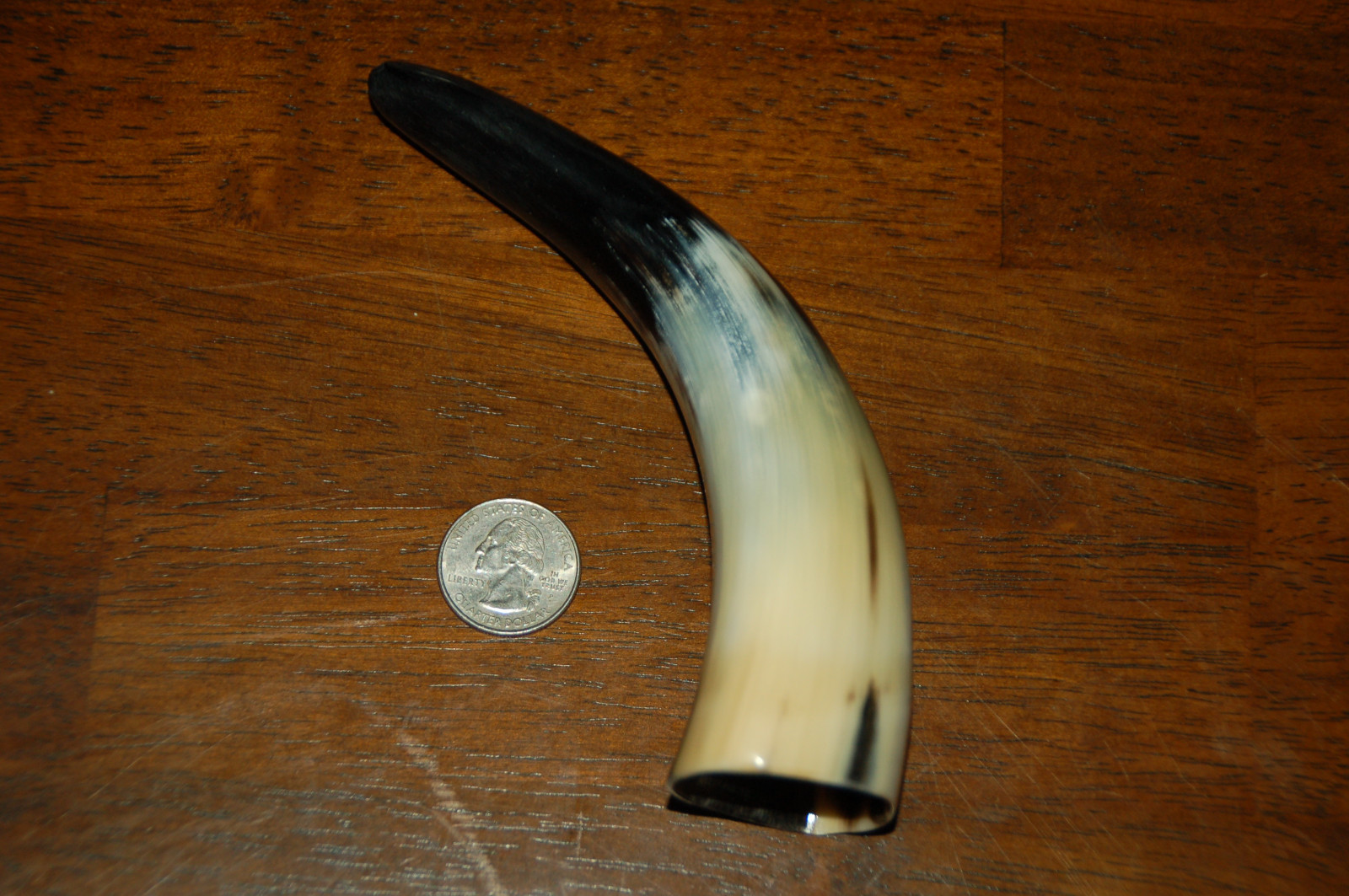 Polished Water Buffalo Horn 7