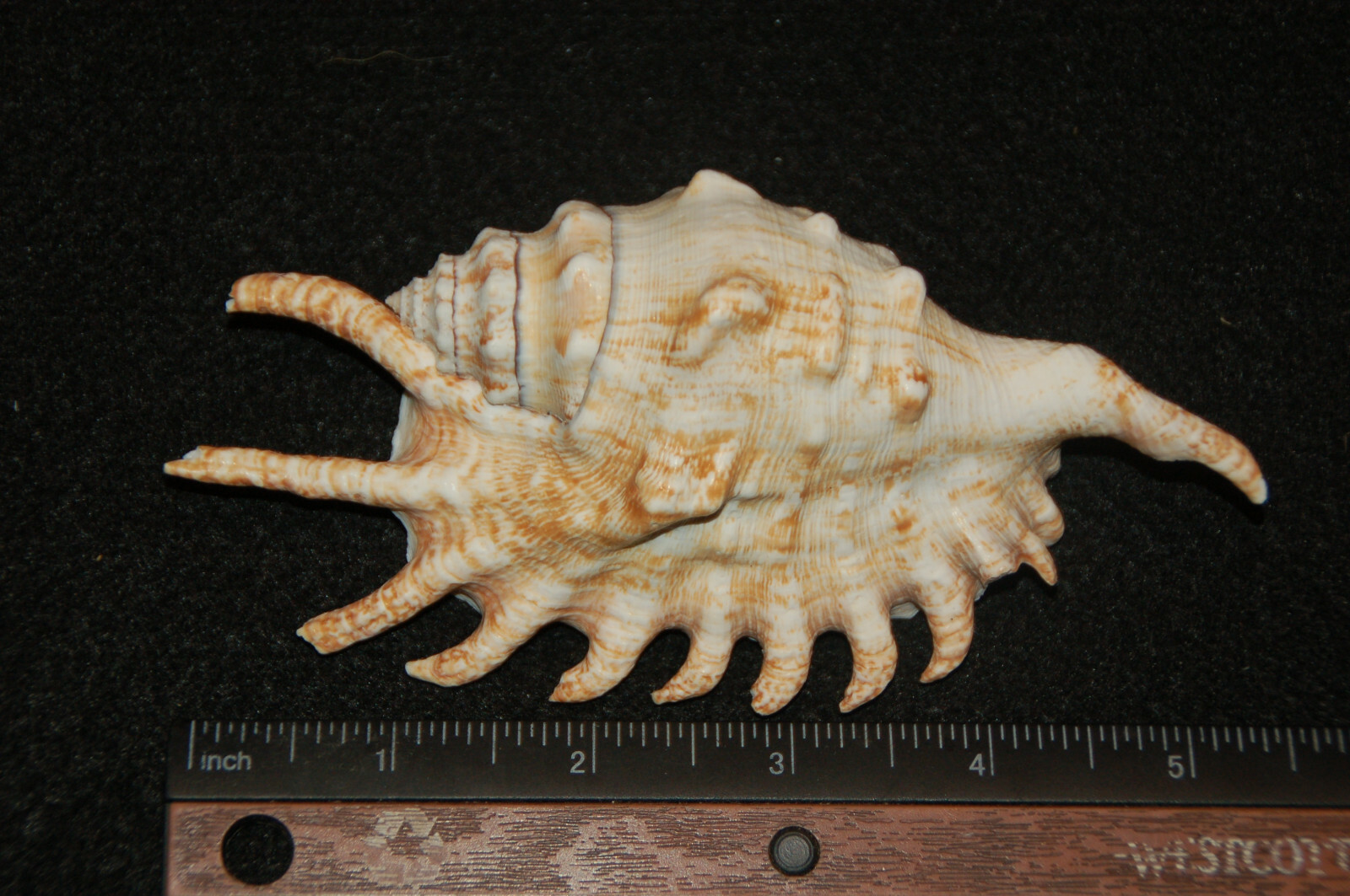 Spider Conch Seashell 5 1/2