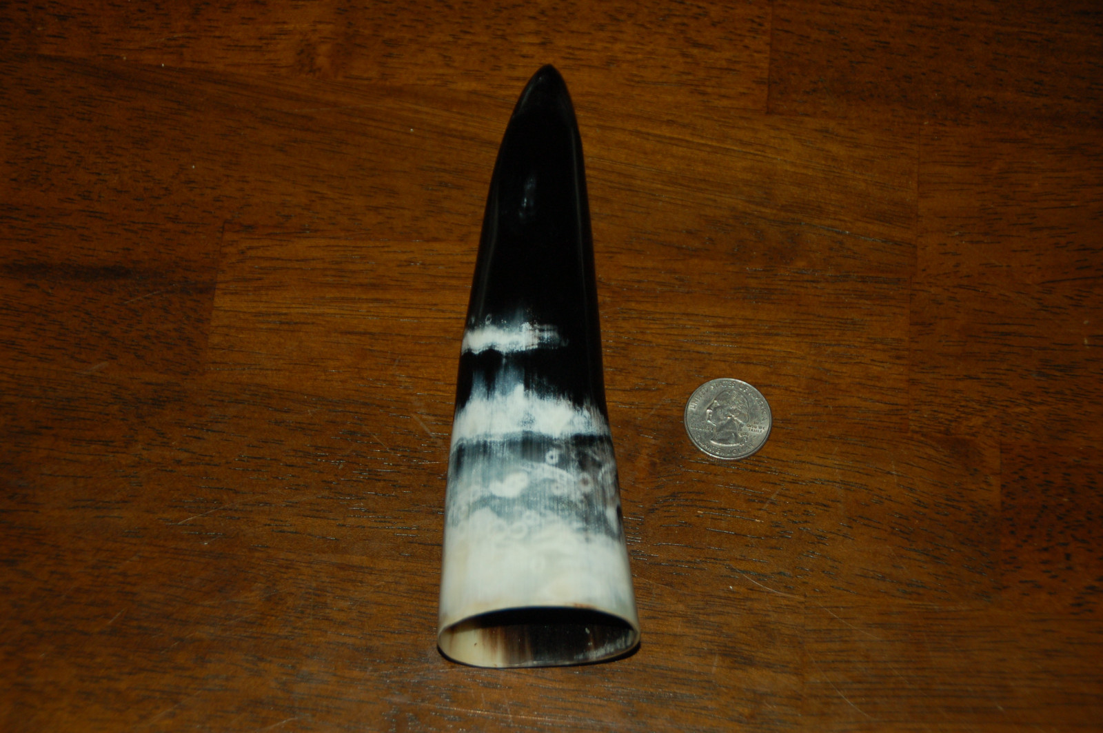 Polished Water Buffalo Horn 7