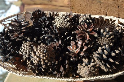 50 PINE CONES REAL SCOTCH SCOTS  PINECONES NATURAL  GREAT CRAFTS WREATH!