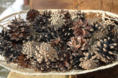 50 PINE CONES REAL SCOTCH SCOTS  PINECONES NATURAL  GREAT CRAFTS WREATH!