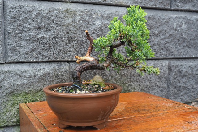 Bonsai juniper squamata shohin in unglazed pot | Plants | Gumtree
