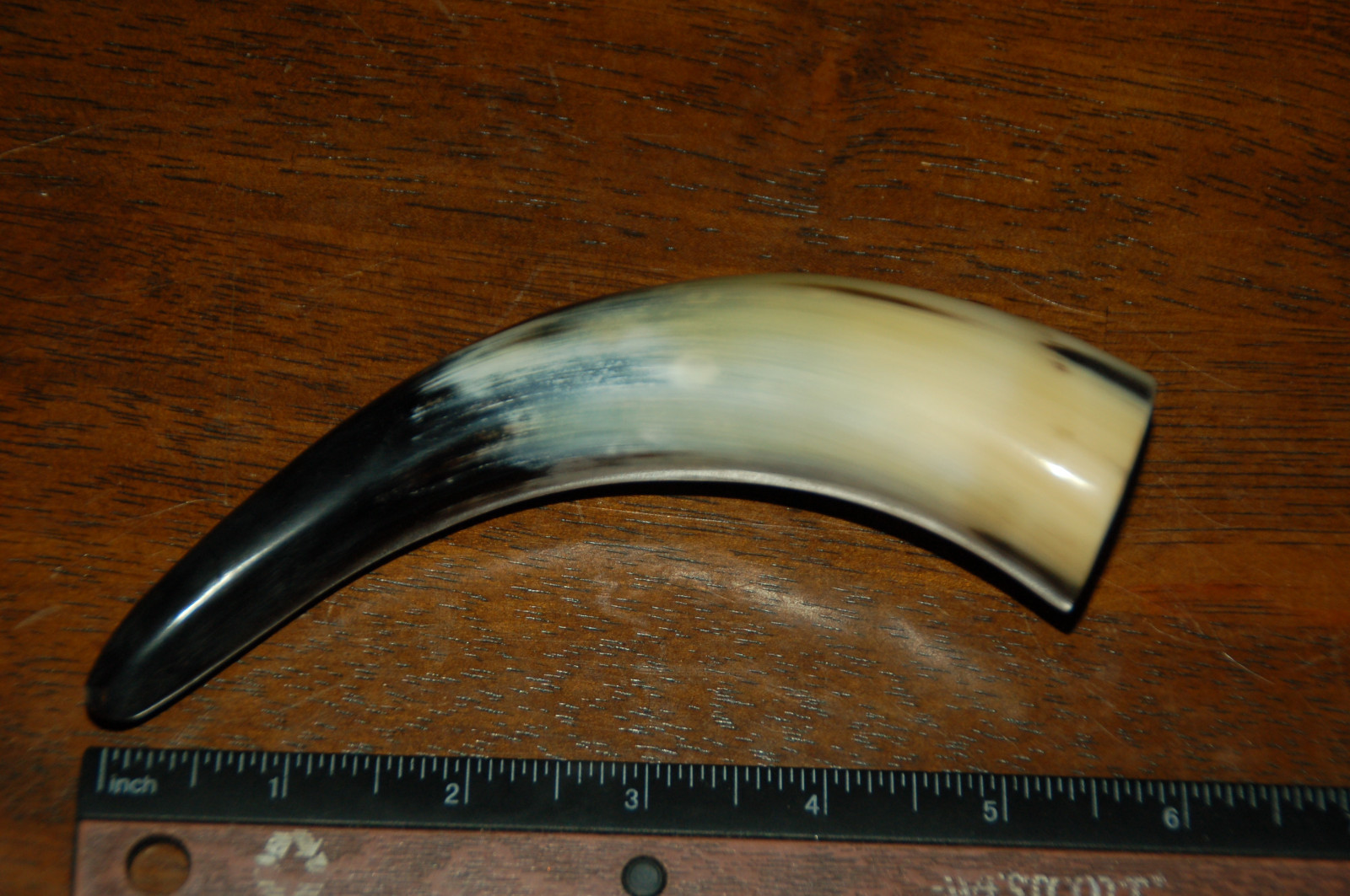 Polished Water Buffalo Horn 7