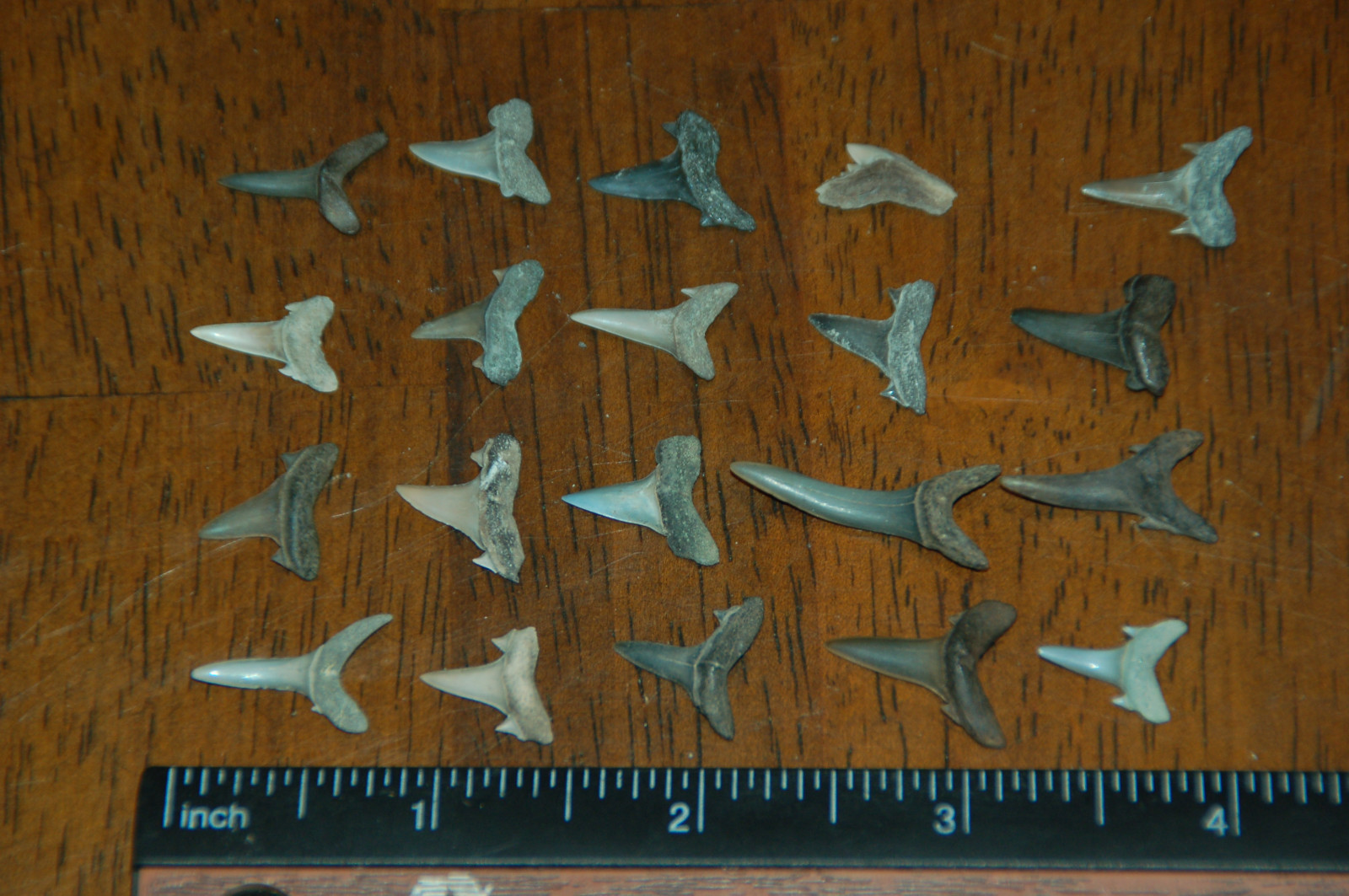 20 Rare Eocene Fossil Shark Teeth --- Alabama U.S.A   FS-14