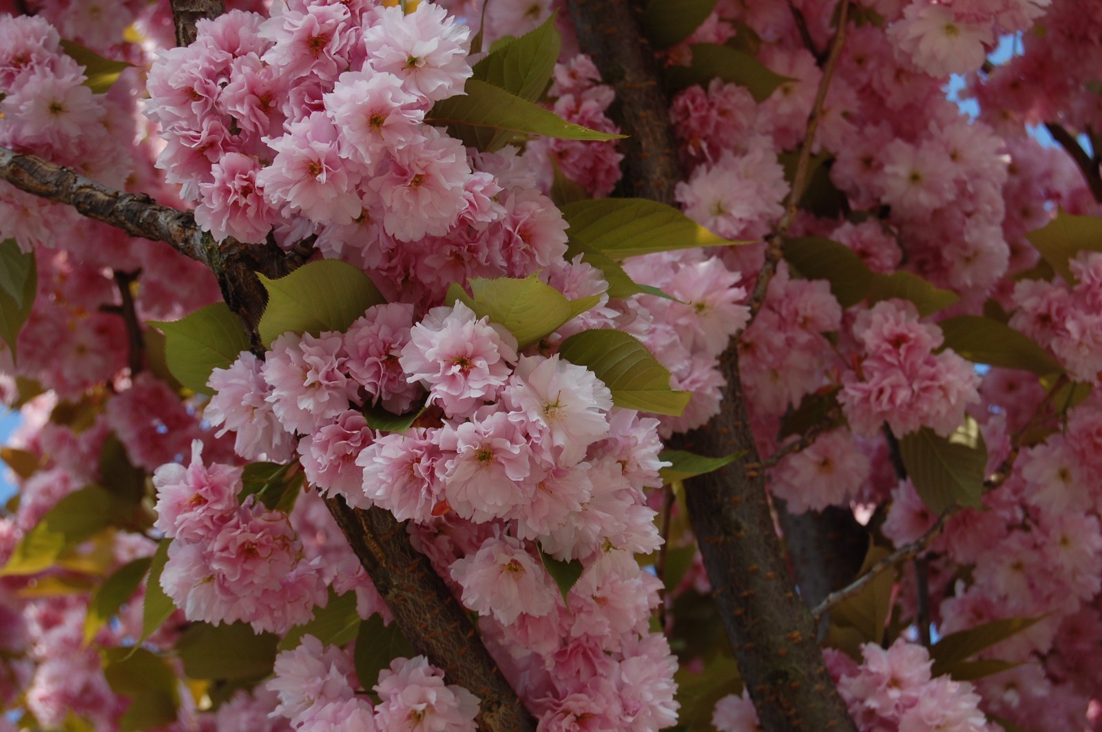 Вишня мелкопильчатая (Сакура) (Prunus serrulata)