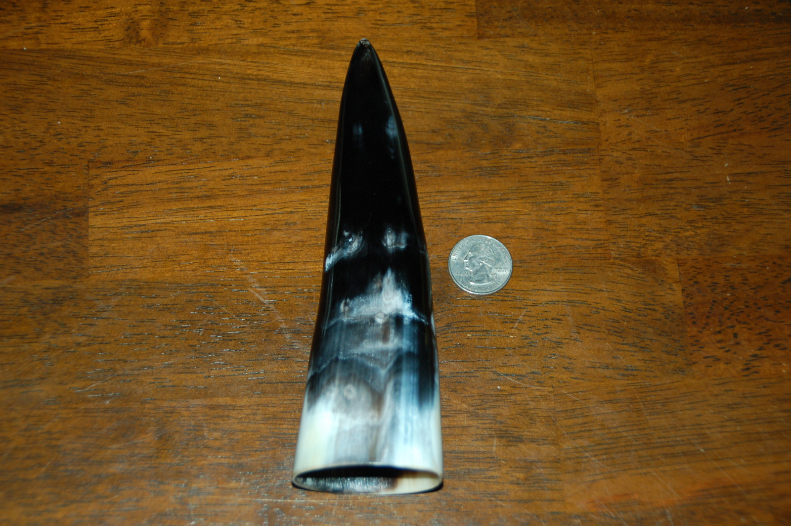 Polished Water Buffalo Horn 7