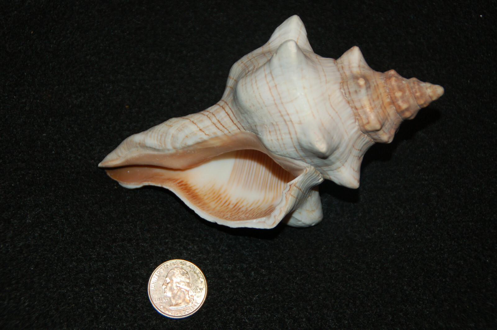 Striped Fox Conch Seashell 5 1/2