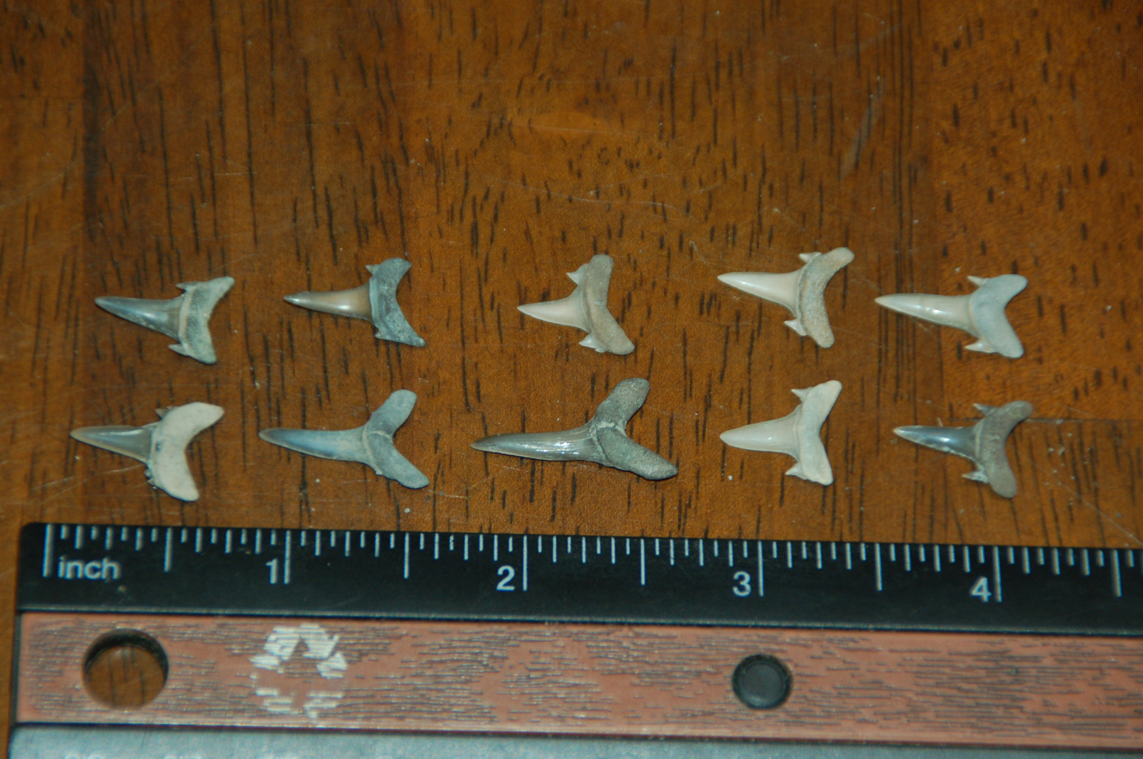 10 Rare Eocene Fossil Shark Teeth --- Alabama U.S.A   FS-15