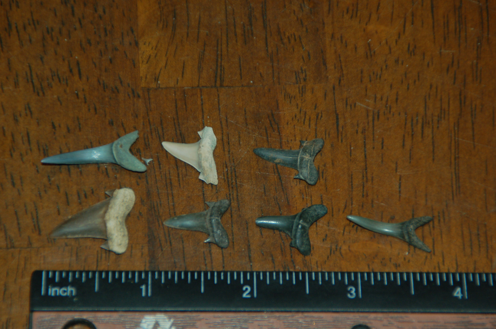 7 Rare Eocene Fossil Shark Teeth --- Alabama U.S.A   FS-11
