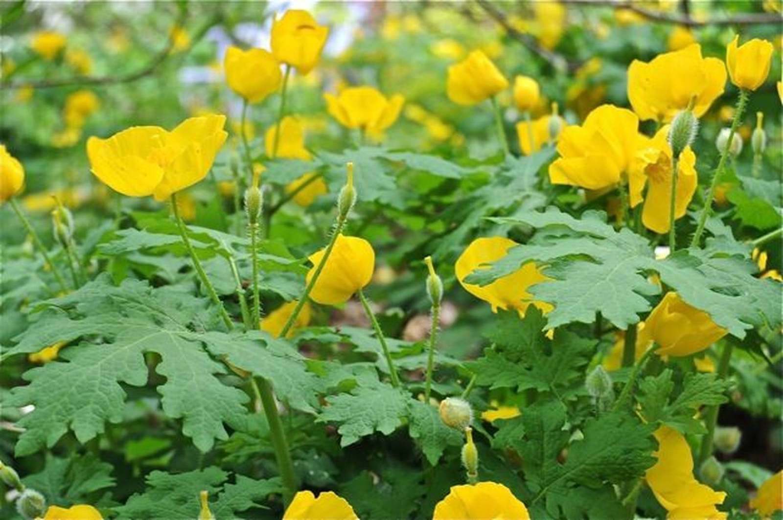 5 Celandine Yellow Poppy Bulbs (Stylophorum eiphyllym)