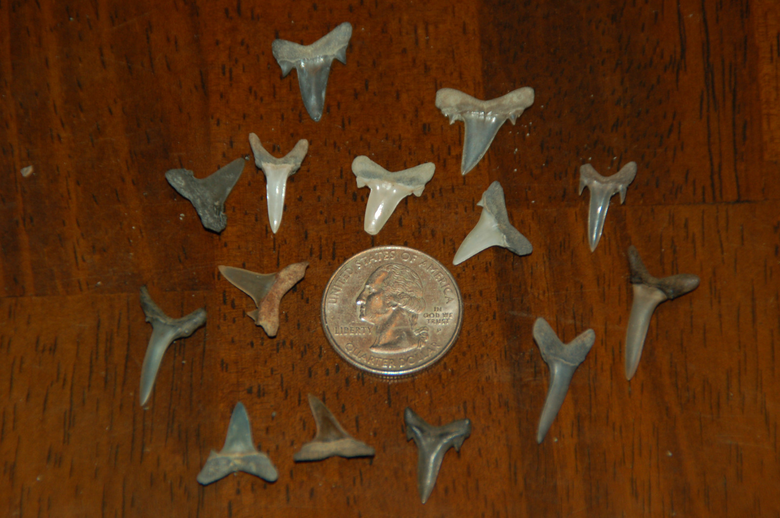 14 Rare Eocene Fossil Shark Teeth --- Alabama U.S.A   FS-13