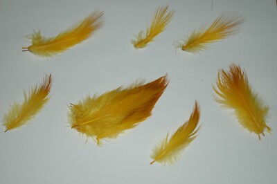 DIB 25 pc AAA Heron Feathers - Plumes SMALL 2 -3 inch long SUNBURST