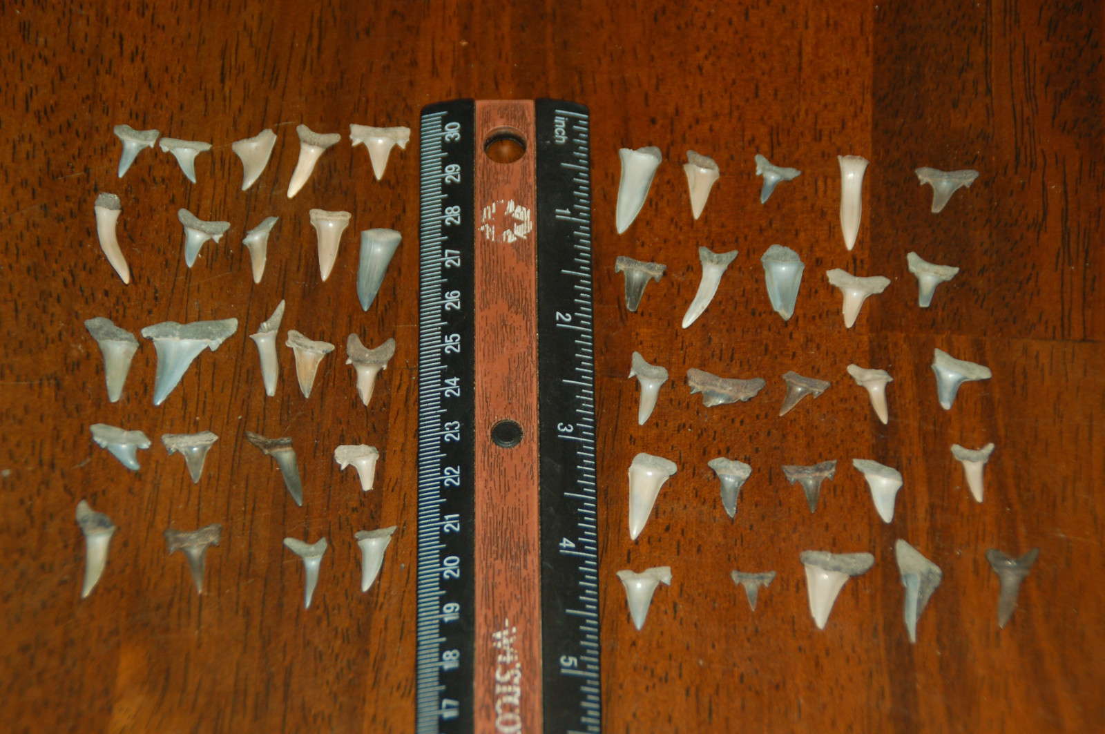 50 Rare Eocene Fossil Shark Teeth --- Alabama U.S.A   FS-37