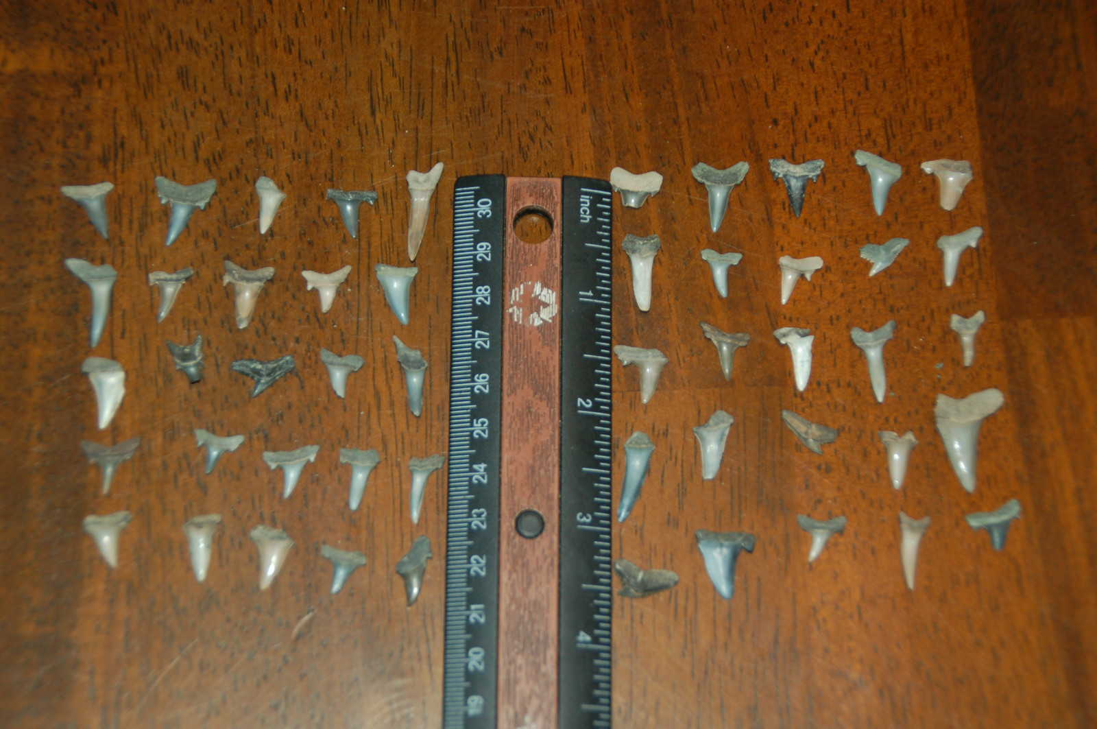 50 Rare Eocene Fossil Shark Teeth --- Alabama U.S.A   FS-28