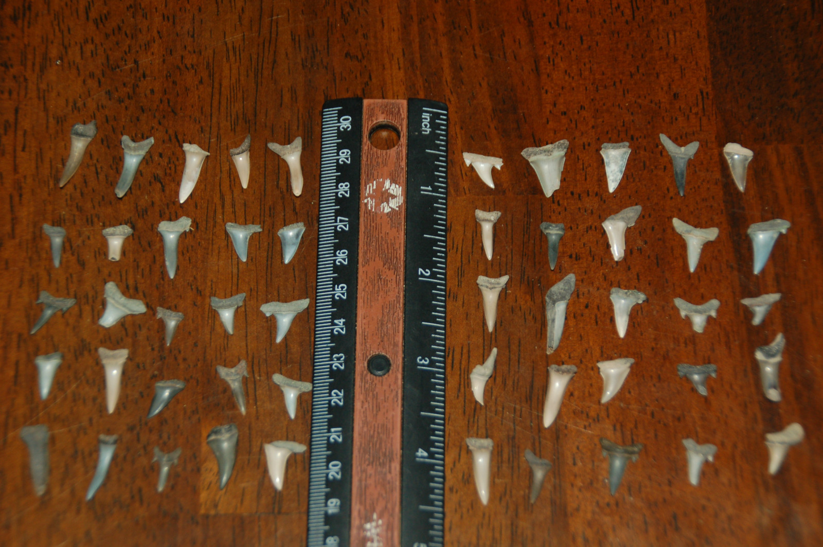 50 Rare Eocene Fossil Shark Teeth --- Alabama U.S.A   FS-36
