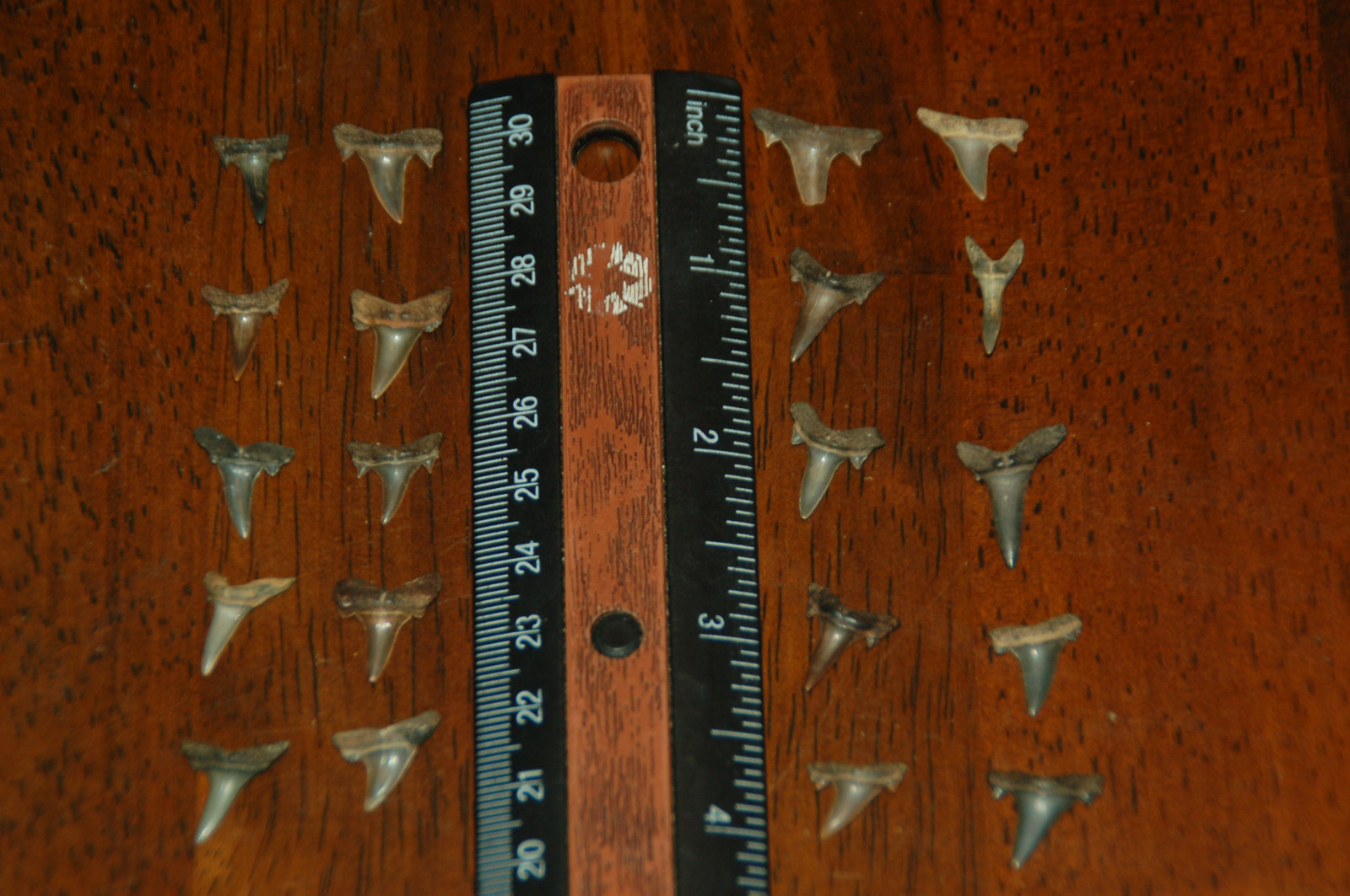 20 Rare Eocene Fossil Shark Teeth --- Alabama U.S.A   FS-39