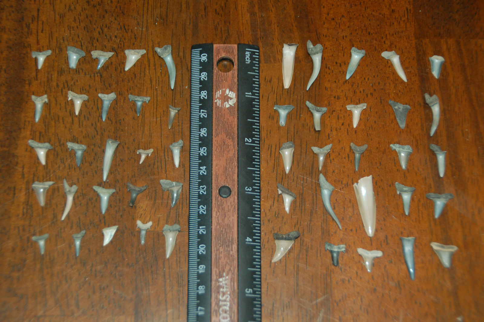 50 Rare Eocene Fossil Shark Teeth --- Alabama U.S.A   FS-29