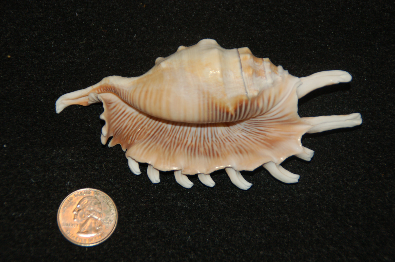 Spider Conch Seashell 5