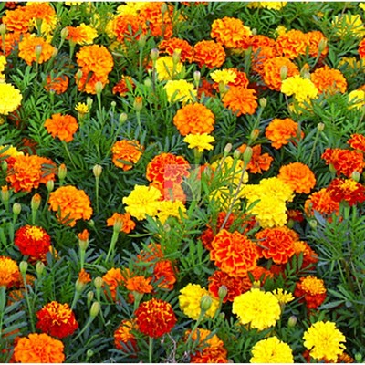 Marigold Seed for sale in India | 50% OFF