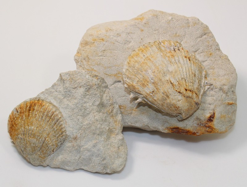 Muschel, Spondylus Spinosus, Chlamys Sp. , Kreide, Campan, Holtwick, Brd -X141