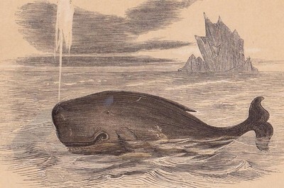 1851 SPERM WHALE Print - Antique Animal Print - Wall Art - 6.65 x 4.75 Inches