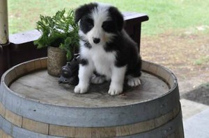Purebred Long Haired Border Collies Dogs Puppies Gumtree