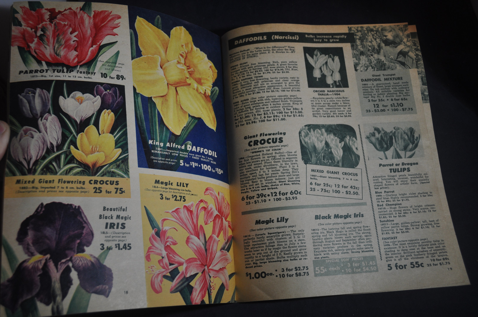 Fall 1951 Spring Hill's Catalog Tipp City, Ohio *ROSES*TULIPS*FRUIT*