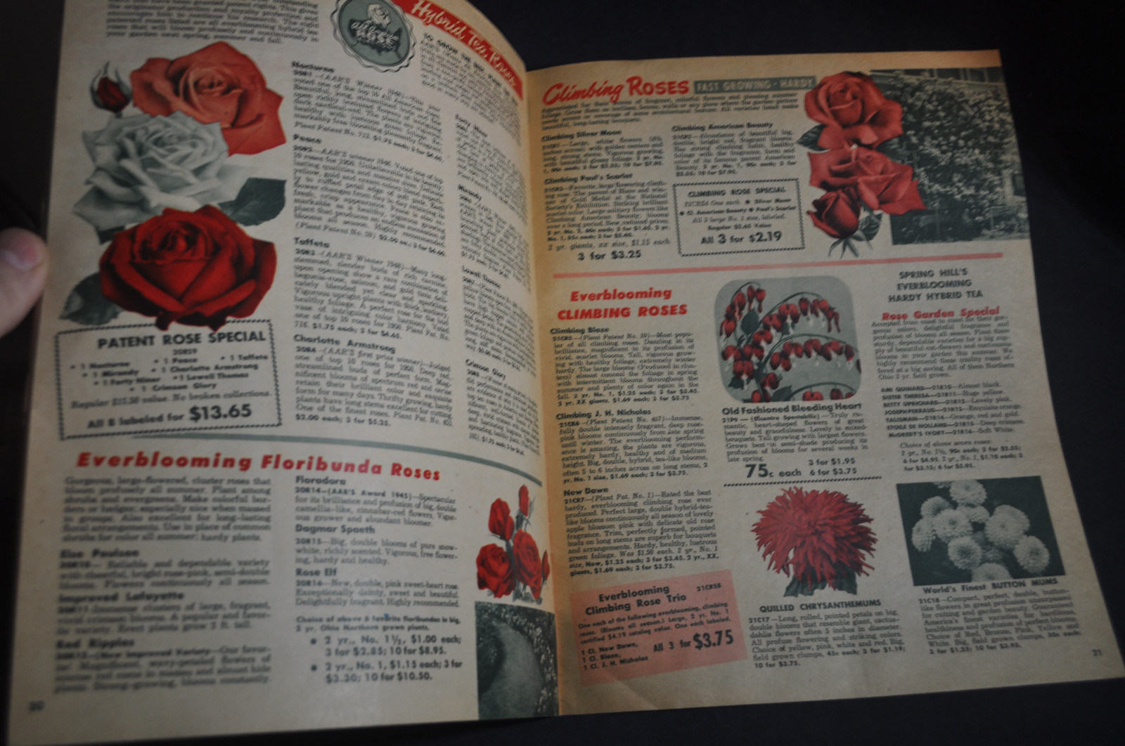 Fall 1951 Spring Hill's Catalog Tipp City, Ohio *ROSES*TULIPS*FRUIT*