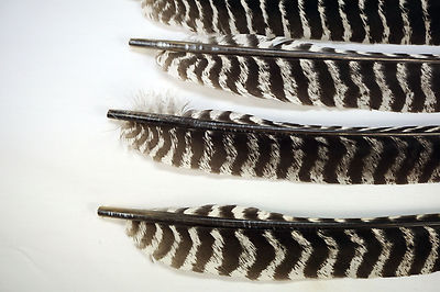 50 grade #1 right wing turkey primary feathers/arrow fletching w/o quill