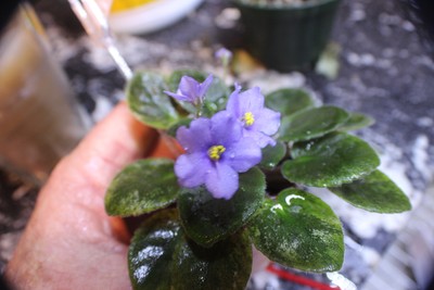 African Violet Blue Halo  miniature  blooming size variegated plant