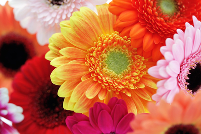 20 GERBER DAISY Mixed Colors Gerbera Jamesonii Barberton African Flower Seeds