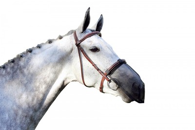 QHP Fly nose guard Black