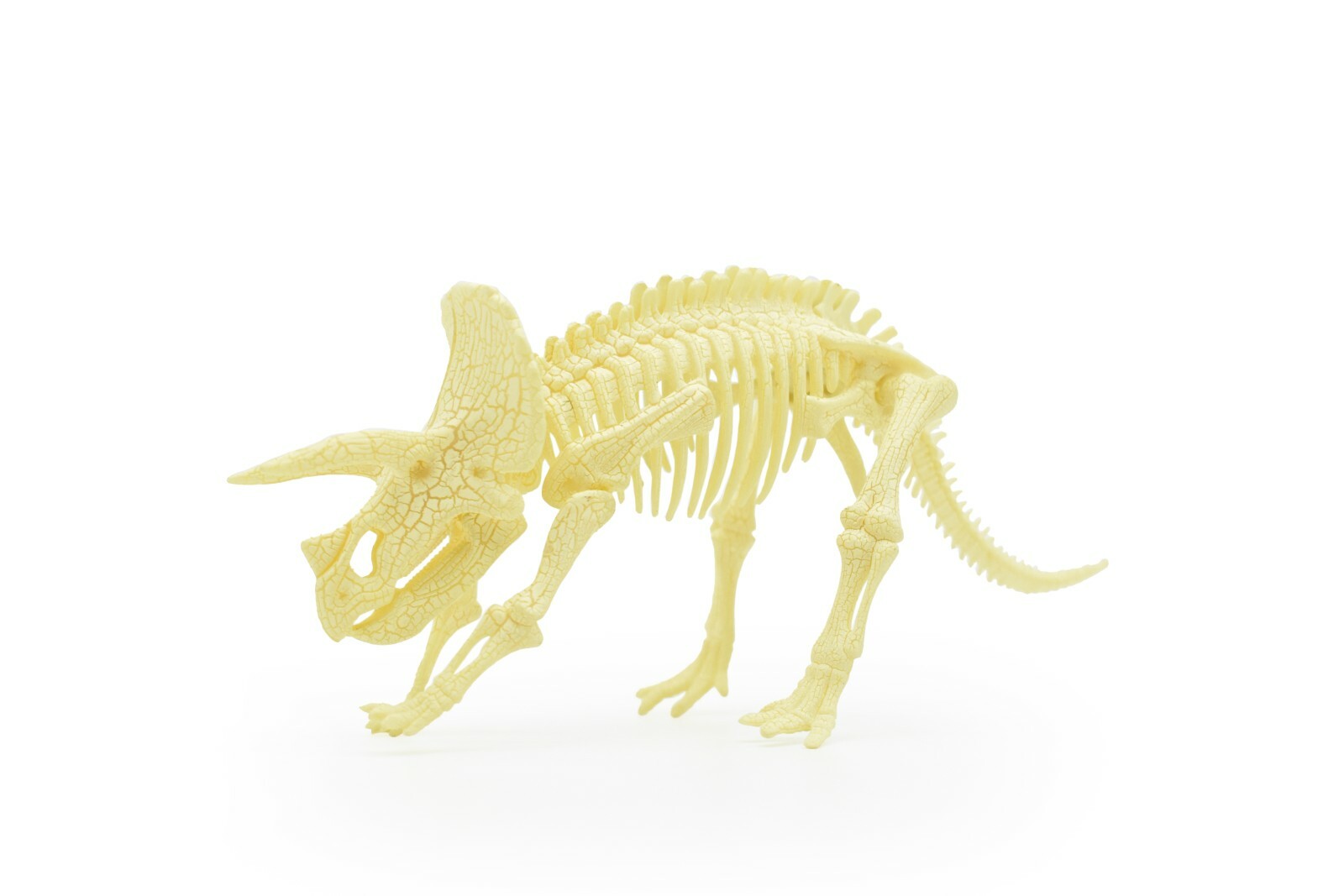 Triceratops Dinosaur, Realistic Toy Plastic Skeleton Model