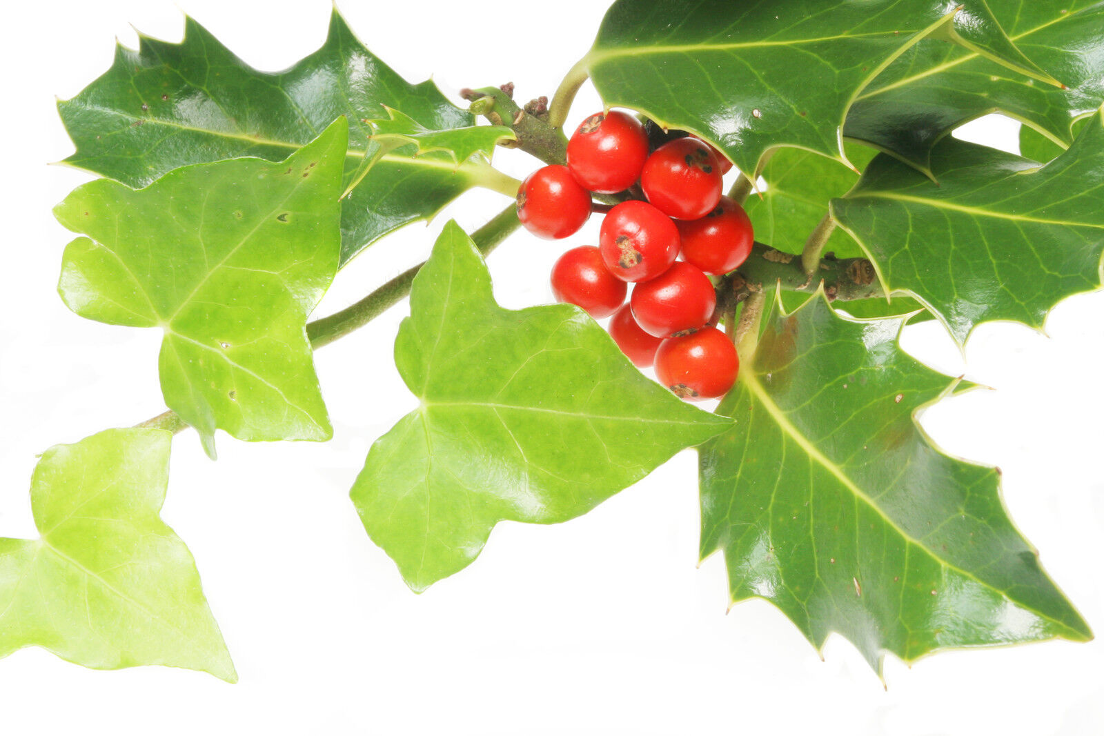 HOLLYBERRY & IVY by Peak® Type Soap/Candle Making Fragrance Oil 1-16 Ounce