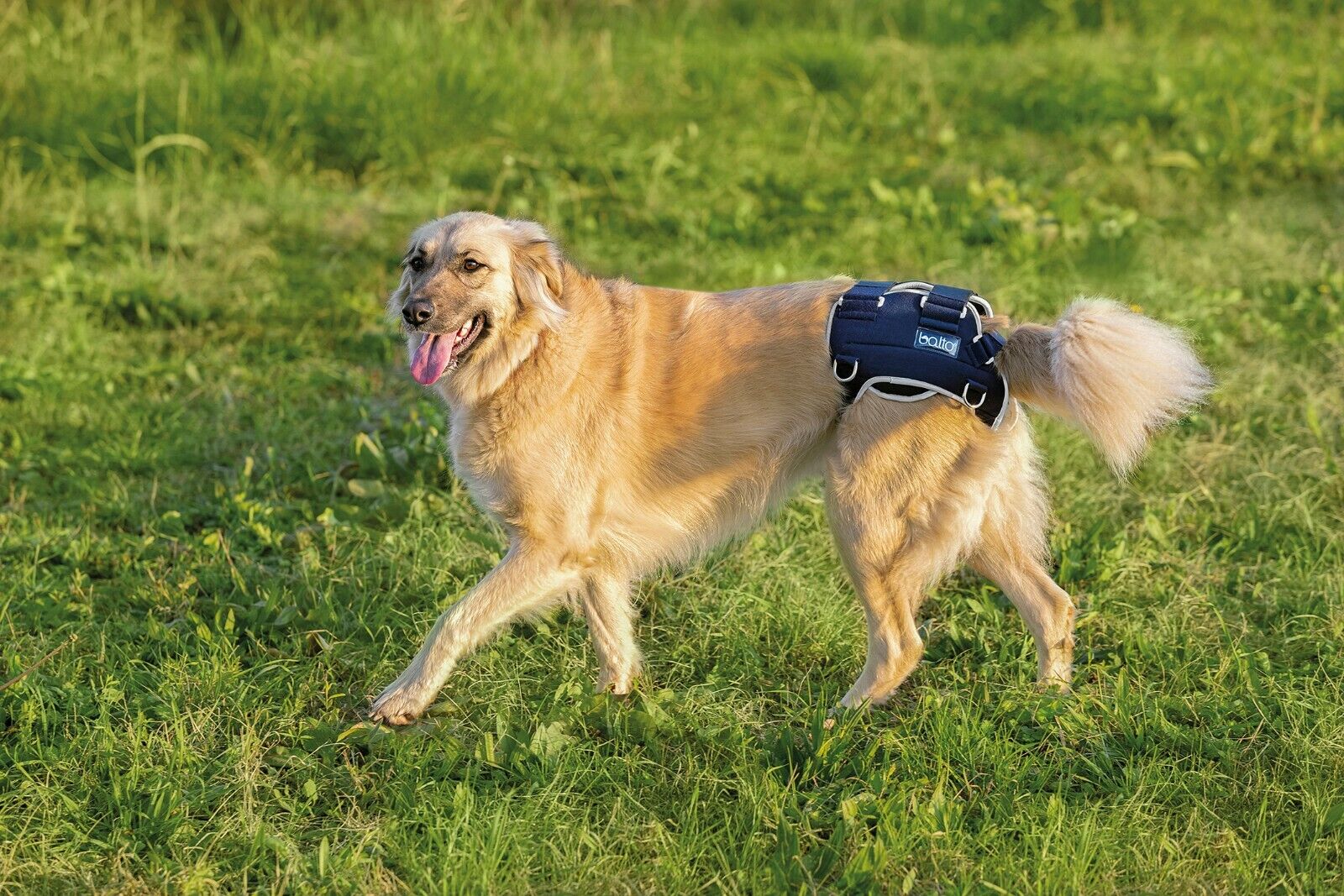 Balto Dog Hip Dysplasia Brace: True Support - BT-LIFE | eBay Balto Dog Hip Dysplasia Brace: True Support - BT-LIFE | eBay