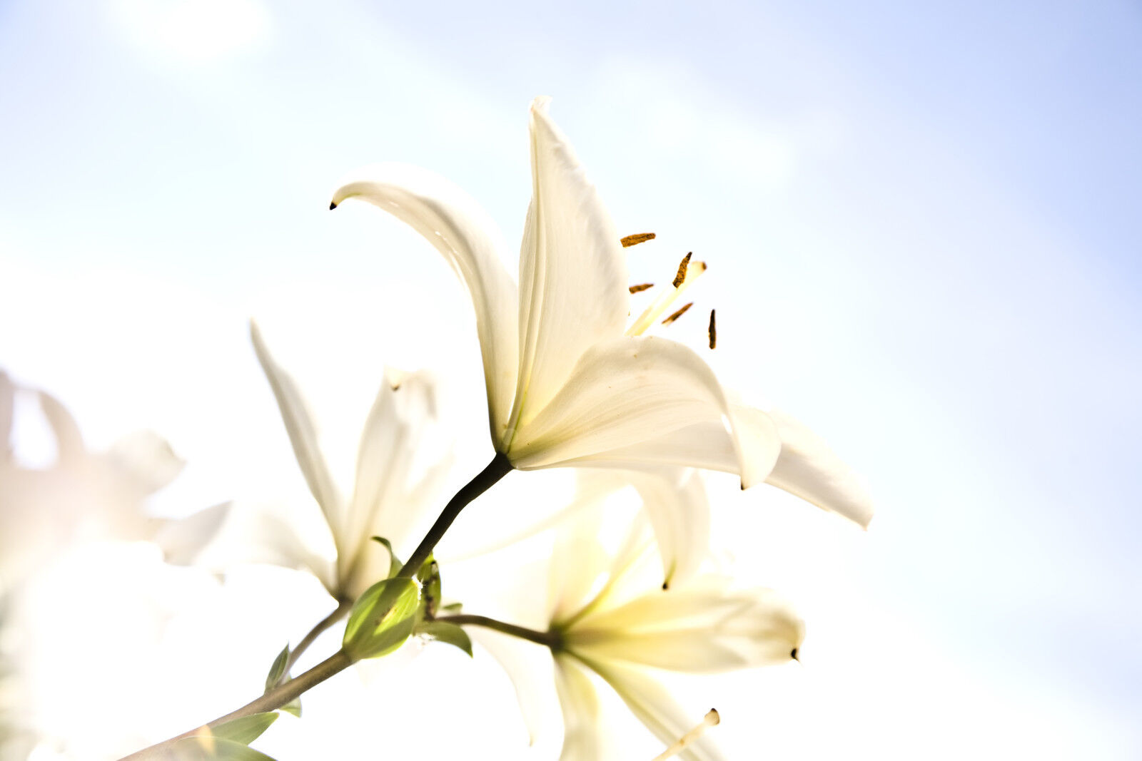 WHITE LILY & AMBER by Peak® Type Soap/Candle Making Fragrance Oil 1-16 Ounce