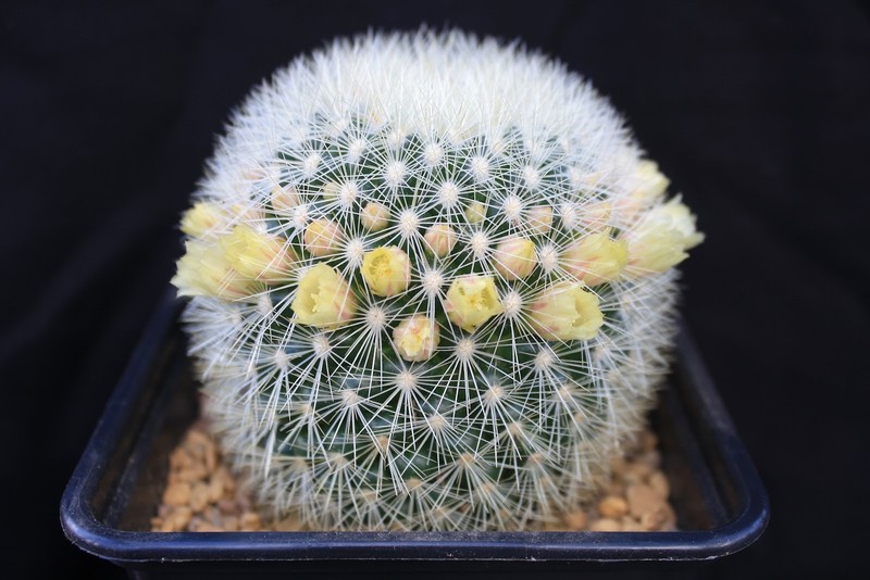 MAMMILLARIA (Mammillaria densispina) 10 seeds | eBay Australia