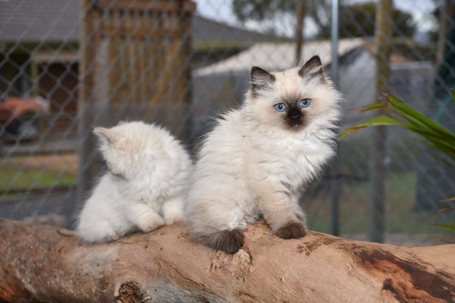 Ragdoll kittens - pure bred with pedigrees | Cats & Kittens | Gumtree