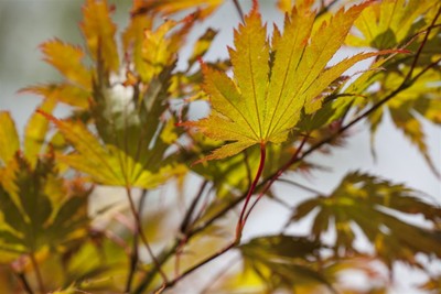 Acer palmatum, Japanischer Ahorn, 150–175 cm