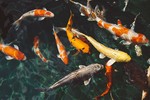 premofisch