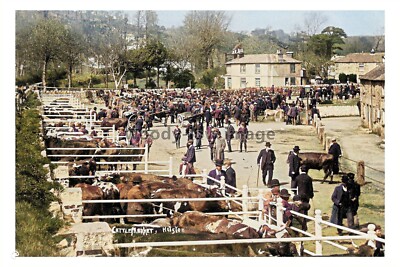 ptc5112 - Cornwall - An early view of a busy Helston Cattle Market - print 6x4
