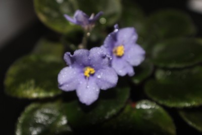 African Violet Blue Halo  miniature  blooming size variegated plant