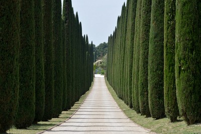 Mittelmeer-Zypresse Cupressus sempervirens Säulen-Zypresse  Echte Zypresse