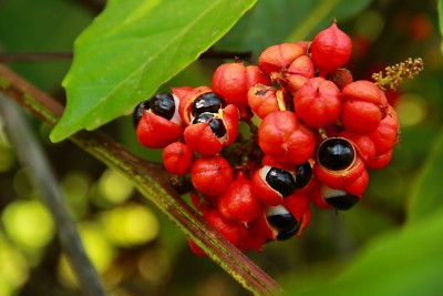 Guarana Seed powder 8oz (227g) Superfood Kosher Energy Boost Weight Loss SoFruta