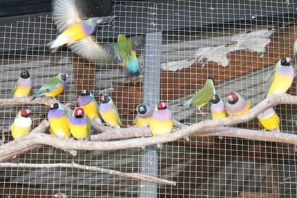 gouldian finches for sale | Birds | Gumtree Australia Free Local