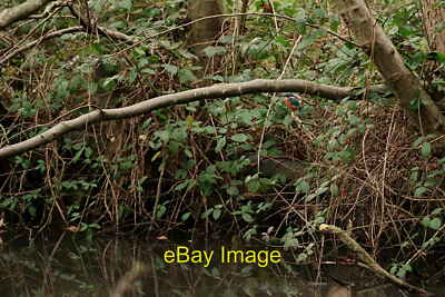 Photo 6x4 Scio Pond Putney A kingfisher, at the western edge of the pond. c2021