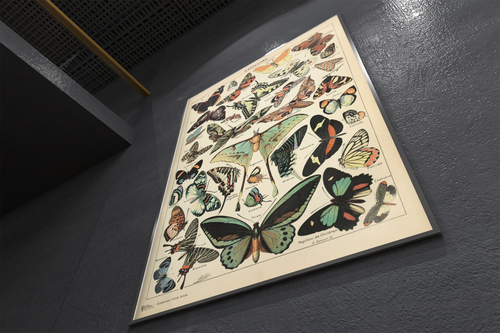 Butterfly Vintage Papillons Insect Art Print Poster 12x18